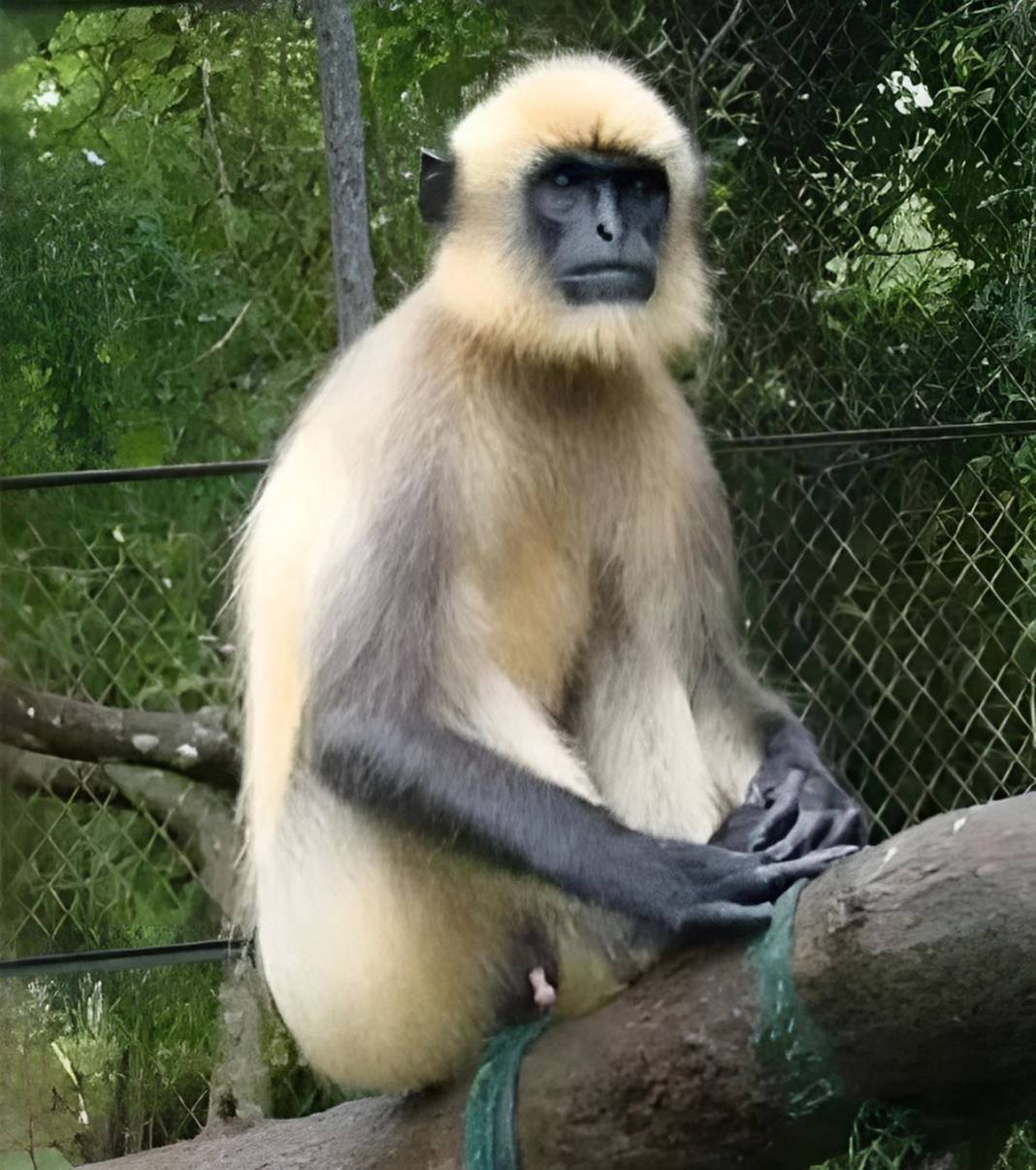 20 kişiyi öldürdü, her yerde aranıyordu, sonunda yakalandı! Katil maymuna hücre hapsi cezası verildi 3